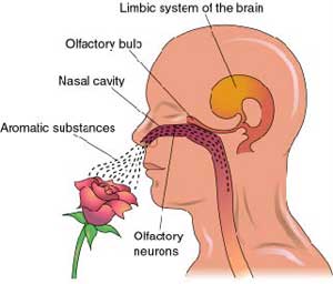 How does our sense of smell affect the way we feel?