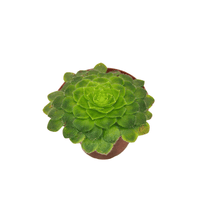 2.5" Succulent