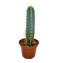 2.5" Cactus