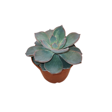 2.5" Succulent