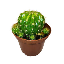 2.5" Cactus