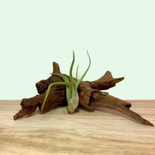 Small Tillandsia 'Air Plant'