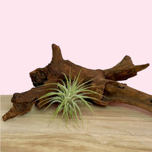 Small Tillandsia 'Air Plant'