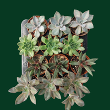 2.5" Succulent