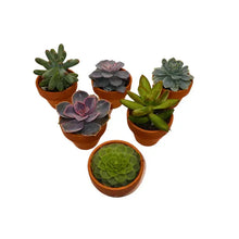 1.5" Succulents in Terracotta Pots