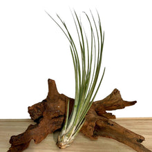 Small Tillandsia 'Air Plant'