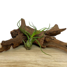 Small Tillandsia 'Air Plant'
