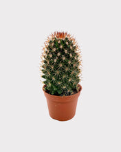 2.5" Cactus