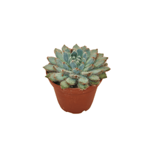 2.5" Succulent