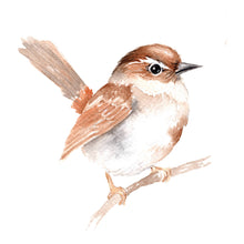 Beautiful Birds Watercolor Workbook by Willow Wolfe