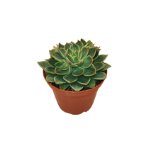 2.5" Succulent