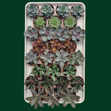 2.5" Succulent