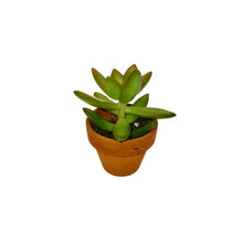 1.5" Succulents in Terracotta Pots