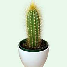 2.5" Cactus