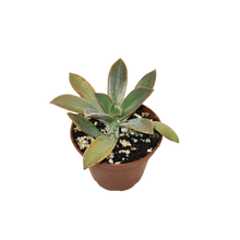 2.5" Succulent