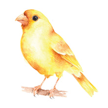 Beautiful Birds Watercolor Workbook by Willow Wolfe