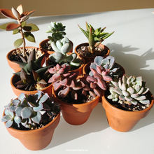 2.5" Succulent