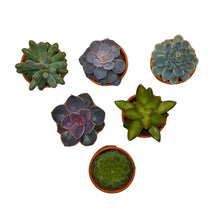 1.5" Succulents in Terracotta Pots