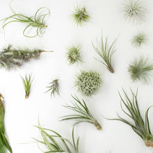 Small Tillandsia 'Air Plant'