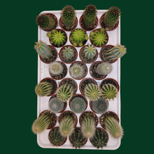 2.5" Cactus