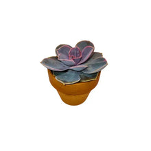 1.5" Succulents in Terracotta Pots